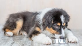 dieta barf cane