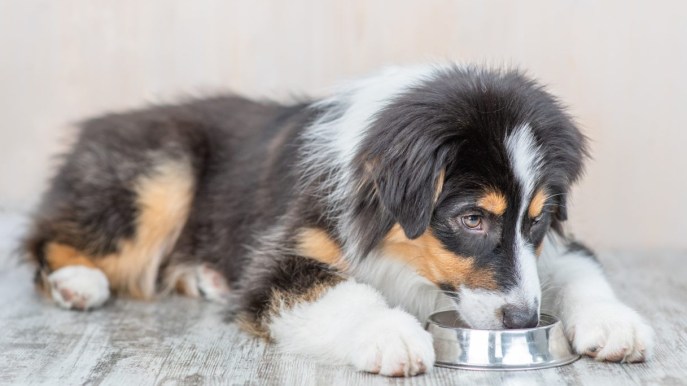 Dieta BARF per cani: guida completa per un’alimentazione naturale e bilanciata