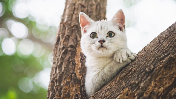 Proteggi il tuo gatto: una completa guida alla profilassi antiparassitaria