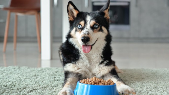 Alimentazione del cane: tutte le risposte della veterinaria alle domande più comuni