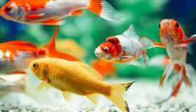 Quanto vive un pesce rosso? La risposta che vi stupirà