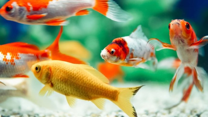Quanto vive un pesce rosso? La risposta che vi stupirà