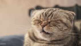 raffreddore gatto