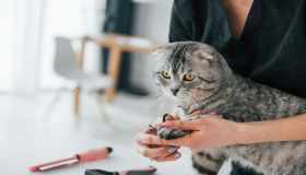 Tagliare le unghie al gatto: come farlo correttamente e a cosa fare attenzione