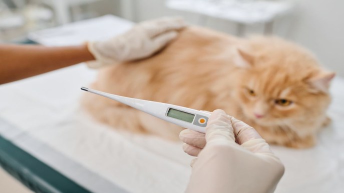 Come misurare la temperatura del gatto e capire se ha la febbre