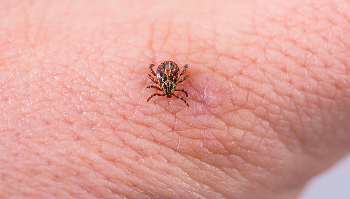 Zoonosi e parassitosi, come proteggerci dalle malattie degli animali