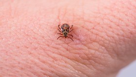 Zoonosi e parassitosi, come proteggerci dalle malattie degli animali