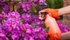 Come realizzare un anti-parassita naturale: prova il trucco del bicarbonato