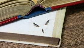 Pesciolini d’argento: dove si annidano e come eliminare questi insetti