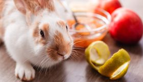 Che cosa mangia il coniglio? Tutti i suoi cibi preferiti e quelli da evitare assolutamente