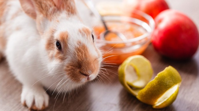 Che cosa mangia il coniglio? Tutti i suoi cibi preferiti e quelli da evitare assolutamente