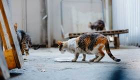 L’accumulo di oggetti e di animali è una malattia seria