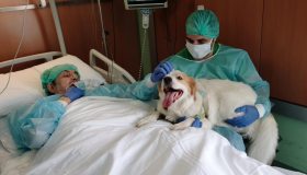 Rivede il suo cane dopo un anno in ospedale: l’incontro emozionante tra Buk e Roberto