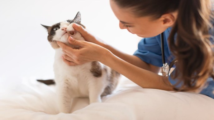 Come riconoscere e curare l’ascesso nel gatto: tutto quello che devi sapere