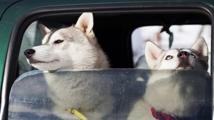 Come trasportare un cane in auto in totale sicurezza