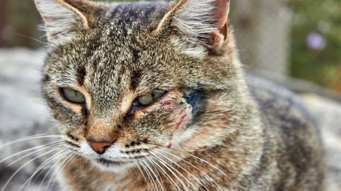 Consigli e cure per la dermatite del gatto