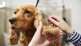 Il pericolo dei forasacchi per i cani: cosa sapere per tenerli al sicuro
