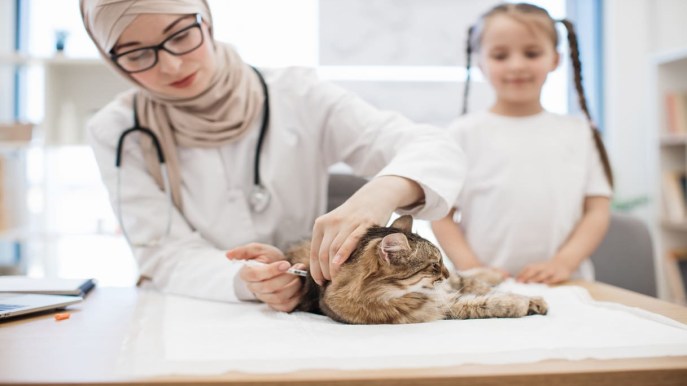 La leishmaniosi può colpire anche i gatti? Cosa sapere per proteggere i nostri felici