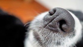 Se il cane ha il naso asciutto devo davvero preoccuparmi? Le risposte del veterinario