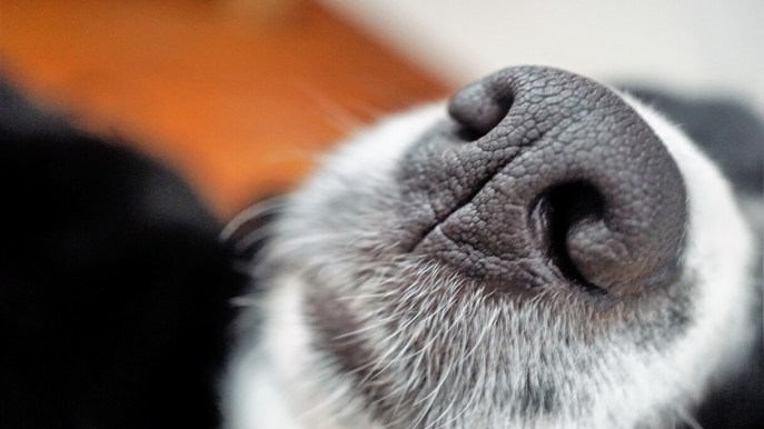 Se il cane ha il naso asciutto devo davvero preoccuparmi? Le risposte del veterinario