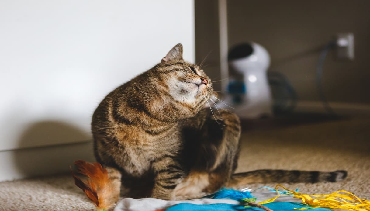 Rogna nel gatto: sintomi, trasmissione e come curarla