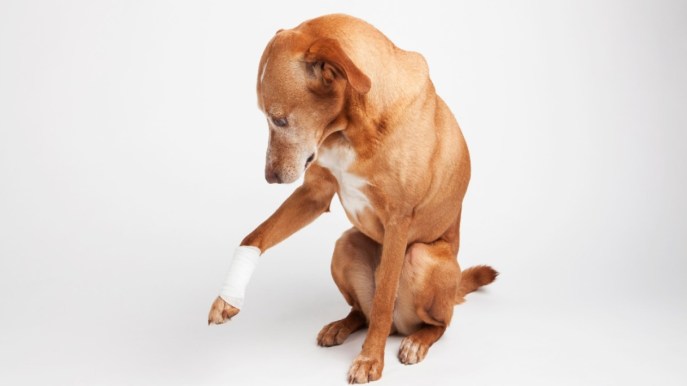 Comprendere e gestire l’artrosi nel cane: cosa è importante sapere