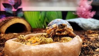 Come costruire un terrario per le tartarughe di terra