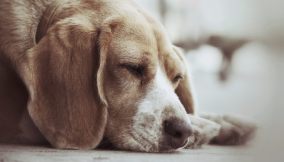 avvelenamento cane