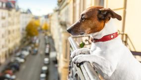 cane abbaia in condominio