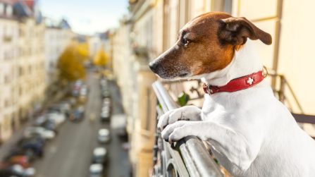 Cosa fare se il cane abbaia in condominio: quali sono i limiti e cosa fare