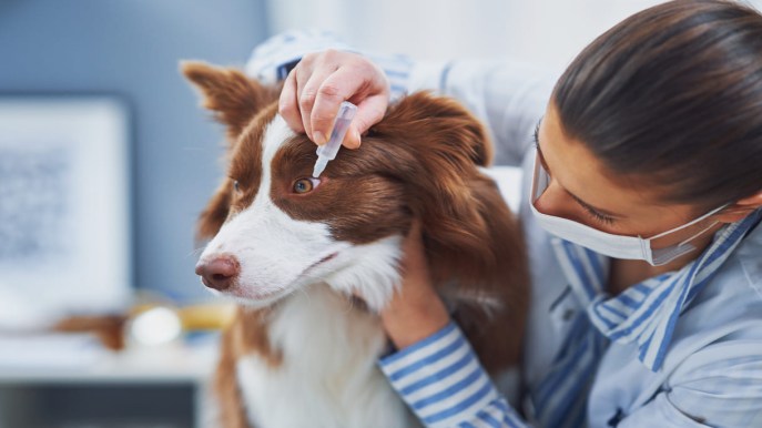 Occhi sani, cane felice: come gestire la congiuntivite canina con cura e attenzione