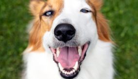 denti cane alito