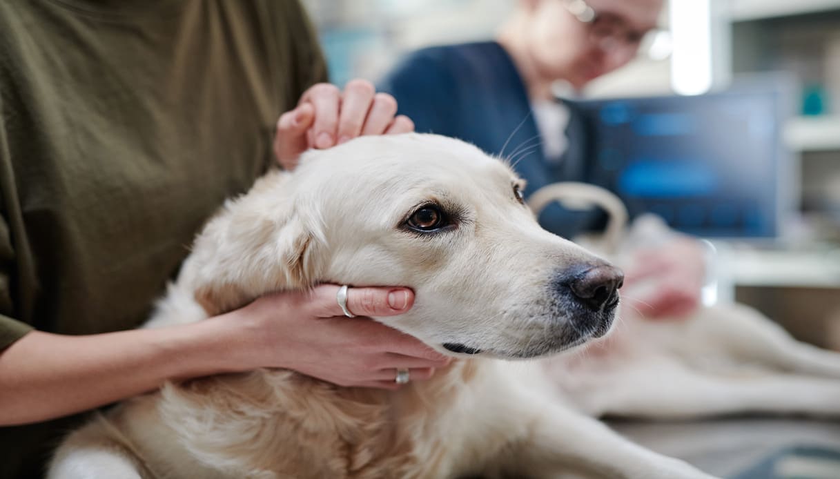 Diarrea nel cane: possibili cause, rimedi e prevenzione