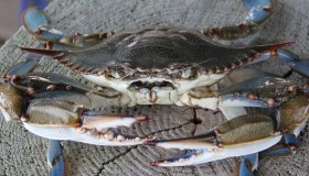 Specie aliene invadono l’Italia: conseguenze molto gravi