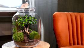 Ritrova la tua naturale armonia tramite la Biofilia