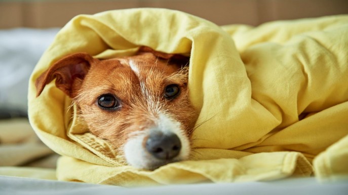 Il tuo cane è sempre mogio e stanco? Potrebbe essere letargia canina: cosa fare