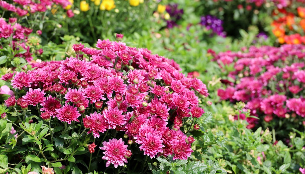 Crisantemi, tipi, significato e come prendersene cura per farli durare di più