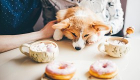 Diabete nel cane: come riconoscerlo e gestirlo al meglio