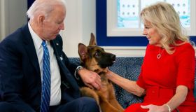 Chi è Commander, il cane di Biden allontanato perché troppo aggressivo