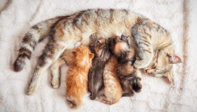 Tutto sulla gestazione del gatto: dai primi sintomi alla nascita dei cuccioli