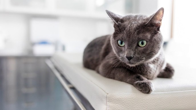 Guida completa alla sterilizzazione della tua gatta: cosa sapere