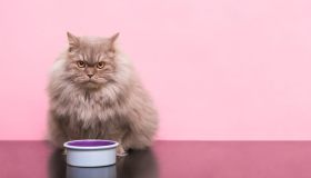 Il gatto non mangia? Cosa fare quando il tuo micio rifiuta la pappa