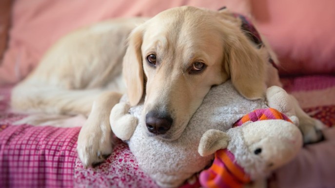 Affrontare la gravidanza isterica nel cane: cause, sintomi e prevenzione