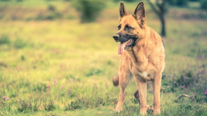 Displasia dell’anca nel cane: come affrontarla, dalla diagnosi al trattamento
