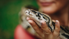 Pitone gigante catturato in India, perché tutti ne parlano