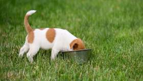 Il tuo cane mangia la cacca? Scopri perché e come intervenire