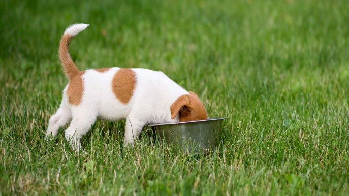 Il tuo cane mangia la cacca? Scopri perché e come intervenire