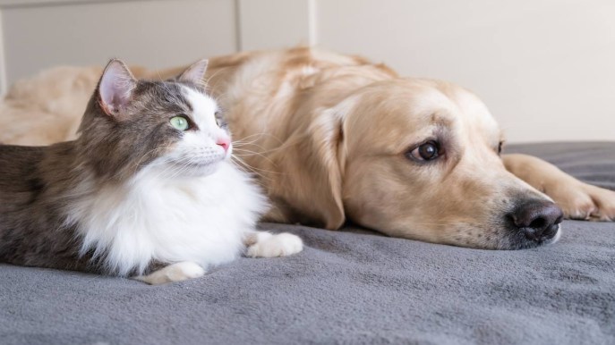 Coccidi nel cane e nel gatto: come proteggere i nostri amici pelosi