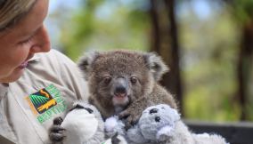 Il koala Albert curato da Hayley Shute