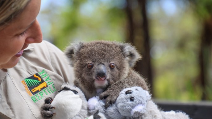 Questa donna ha adottato un koala: ora è la sua mamma